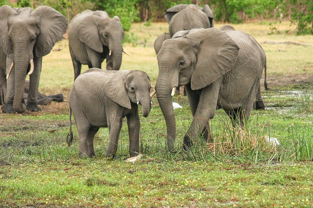 slonie-pev-pl słoń afrykański